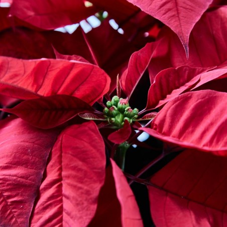 FLOR DE PASCUA POINSETTIA MACETA 4 LITROS