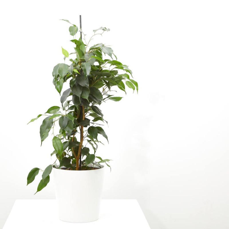 FICUS DANIELLE