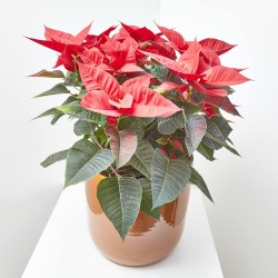FLOR DE PASCUA POINSETTIA MACETA 26CM