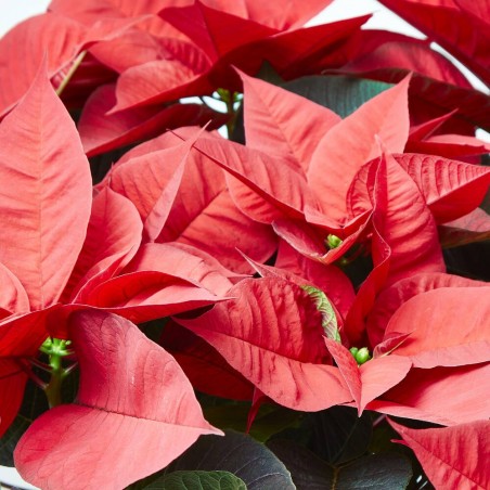 FLOR DE PASCUA POINSETTIA MACETA 26CM