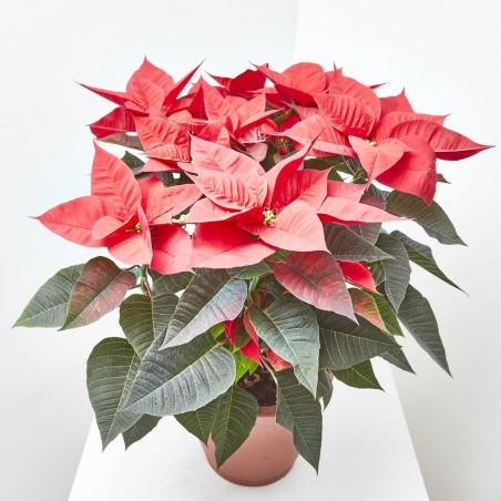 FLOR DE PASCUA POINSETTIA MACETA 26CM