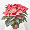 FLOR DE PASCUA POINSETTIA MACETA 26CM