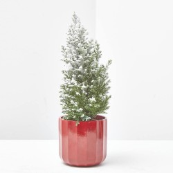 MINI ABETITO NEVADO MACETA 9CM