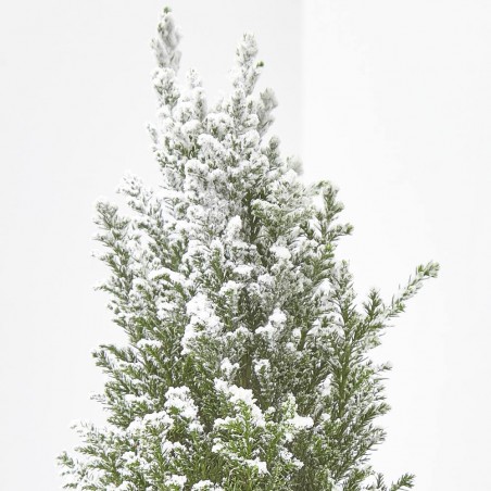 MINI ABETITO NEVADO MACETA 9CM