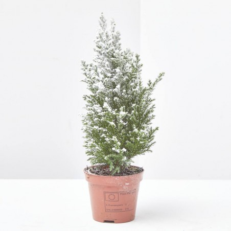 MINI ABETITO NEVADO MACETA 9CM