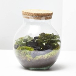 TERRARIO NATURAL HAVANNA XS D15 HA17
