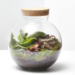 TERRARIO NATURAL HAVANNA S D19 H20