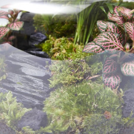 TERRARIO JUNGLE S D19 H20