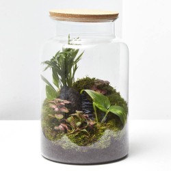 TERRARIO JUNGLE M D19 H30