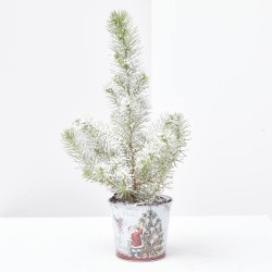 PINUS PINEA NEVADO C/COVER DECO M-11