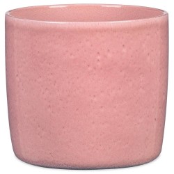 MACETERO ROSEA