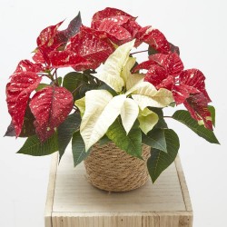 FLOR DE PASCUA FANTASY SKY MACETA 13CM