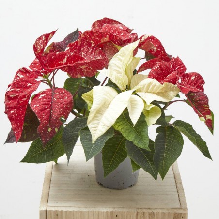 FLOR DE PASCUA FANTASY SKY MACETA 13CM