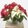 FLOR DE PASCUA FANTASY SKY MACETA 13CM