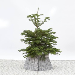 ABETO NATURAL ABIES NORMANDIANA
