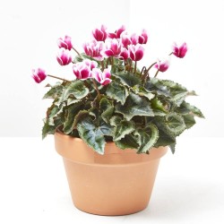 CYCLAMEN MACETA 14CM