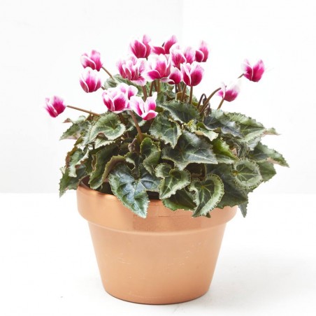 CYCLAMEN MACETA 14CM