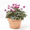 CYCLAMEN MACETA 14CM