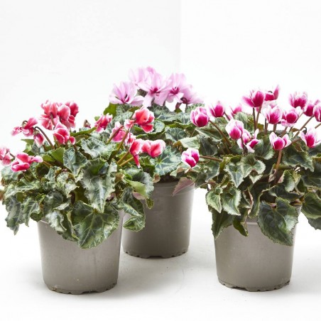 CYCLAMEN MACETA 14CM