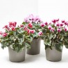 CYCLAMEN MACETA 14CM