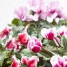 CYCLAMEN MACETA 14CM