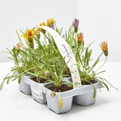 GAZANIA BANDEJA 6UDS