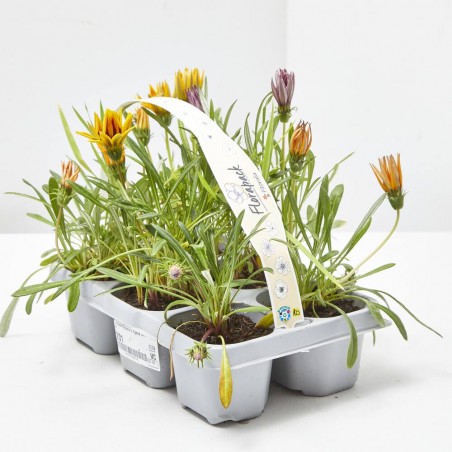 GAZANIA BANDEJA 6UDS