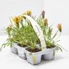 GAZANIA BANDEJA 6UDS