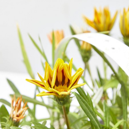 GAZANIA BANDEJA 6UDS