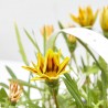 GAZANIA BANDEJA 6UDS