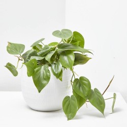 PHILODENDRON SCANDENS COLGAR T15
