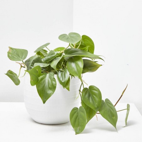 PHILODENDRON SCANDENS COLGAR T15