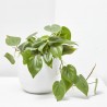 PHILODENDRON SCANDENS COLGAR T15