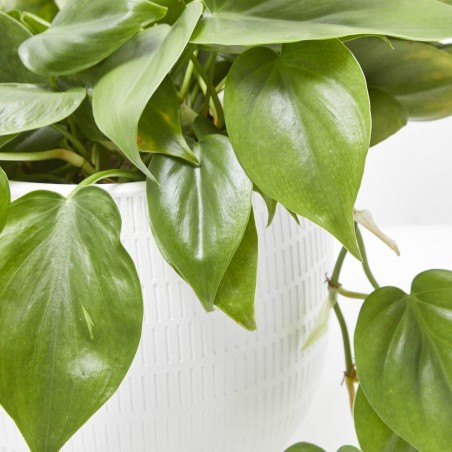PHILODENDRON SCANDENS COLGAR T15