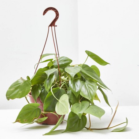PHILODENDRON SCANDENS COLGAR T15