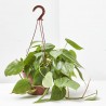 PHILODENDRON SCANDENS COLGAR T15