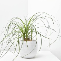 BEAUCARNEA NOLINA BULBO MACETA 17CM