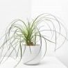 BEAUCARNEA NOLINA BULBO MACETA 17CM