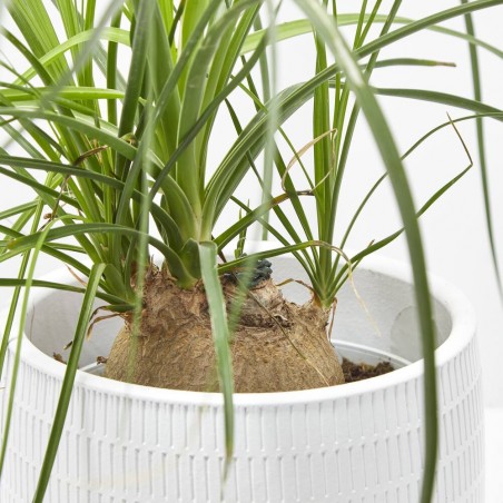 BEAUCARNEA NOLINA BULBO MACETA 17CM