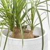 BEAUCARNEA NOLINA BULBO MACETA 17CM