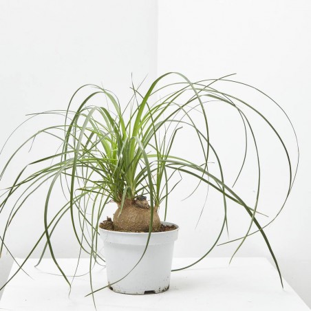 BEAUCARNEA NOLINA BULBO MACETA 17CM
