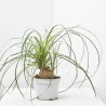 BEAUCARNEA NOLINA BULBO MACETA 17CM