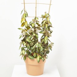 ELEAGNUS ESPALDERA MACETA 5L