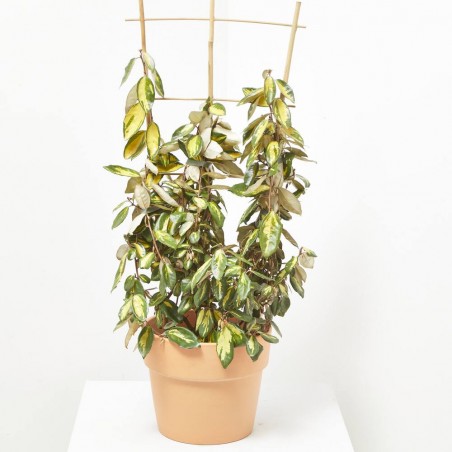 ELEAGNUS ESPALDERA MACETA 5L