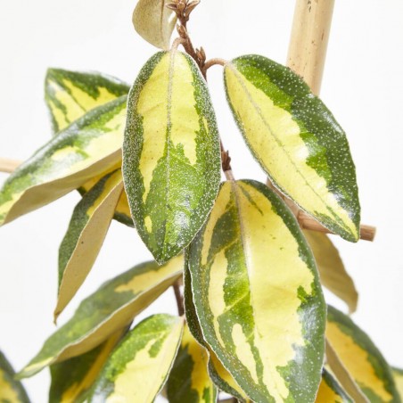 ELEAGNUS ESPALDERA MACETA 5L