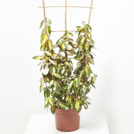 ELEAGNUS ESPALDERA MACETA 5L