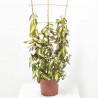 ELEAGNUS ESPALDERA MACETA 5L
