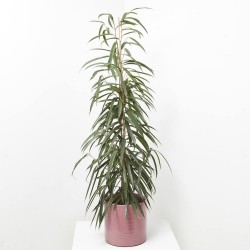 FICUS ALII MACETA 20CM