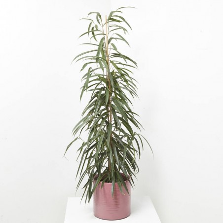 FICUS ALII MACETA 20CM