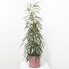 FICUS ALII MACETA 20CM